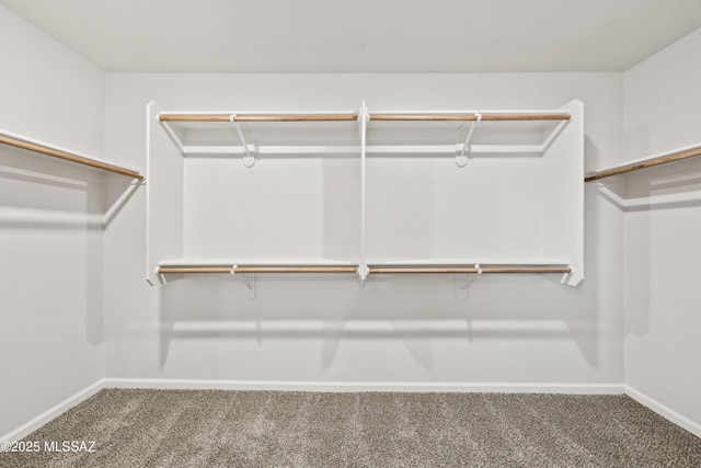 spacious closet featuring carpet flooring