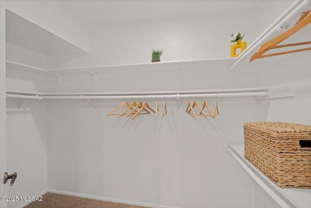 walk in closet featuring carpet flooring