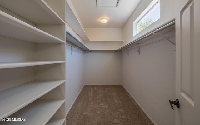 1448 E Mule Train Dr, Oro Valley, AZ 85755 - walk in closet with carpet