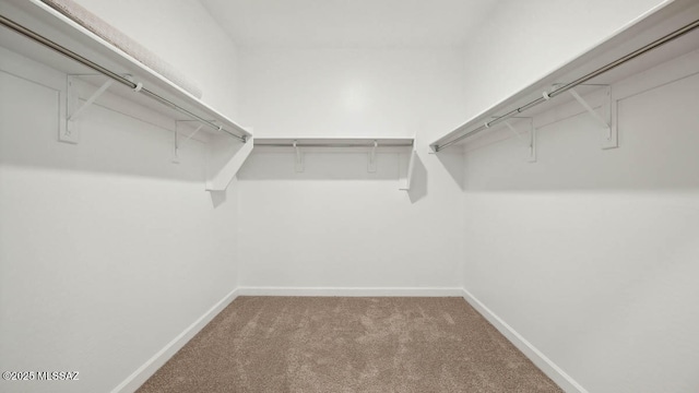 spacious closet featuring carpet flooring