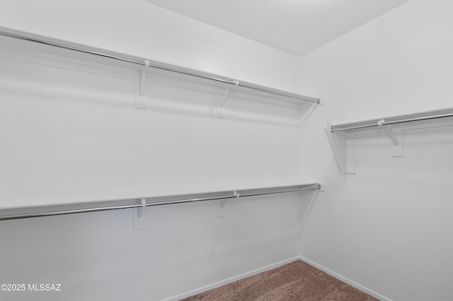 walk in closet featuring carpet floors