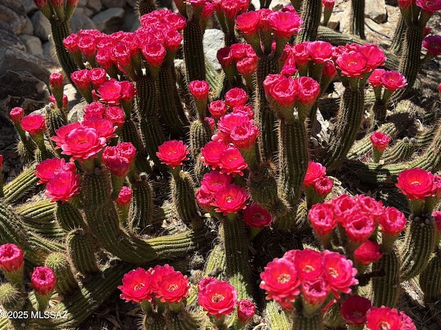 9345 N Cottage Garden Pl, Tucson, AZ 85743 - detailed view