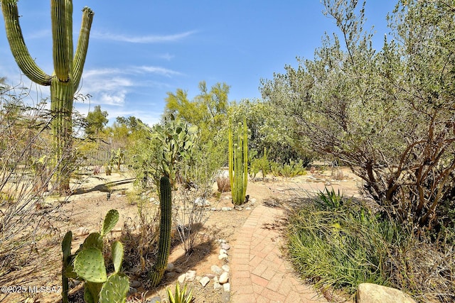8932 N Rasmussen Ave, Tucson, AZ 85742 - view of yard