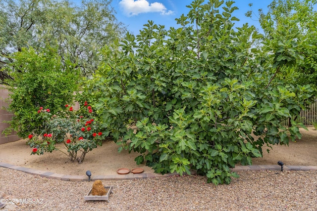 208 E Calle Trona, Green Valley, AZ 85614 - view of yard
