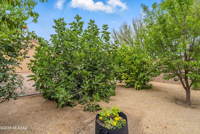 208 E Calle Trona, Green Valley, AZ 85614 - view of yard