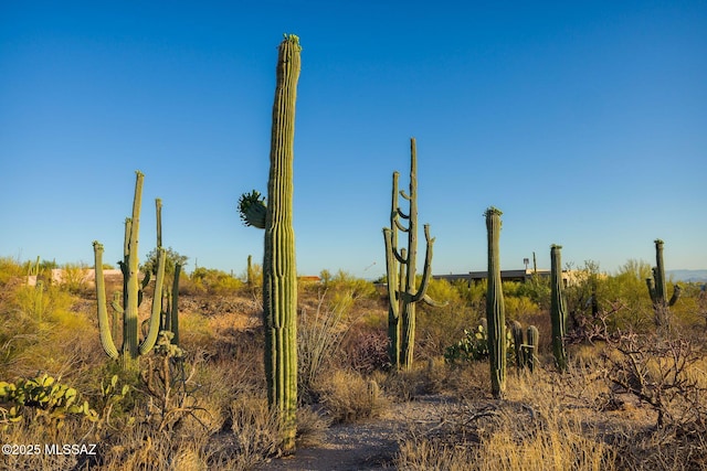 6532 N Cibola Ave, Tucson, AZ 85718 - view of local wilderness