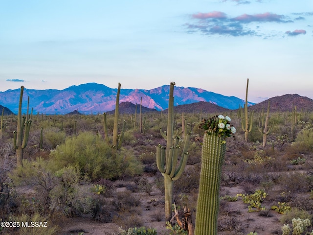 5730 N Tula Ln, Tucson, AZ 85743 - mountain view