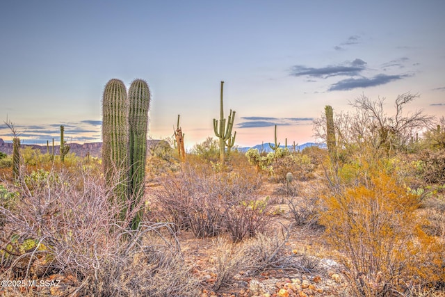5730 N Tula Ln, Tucson, AZ 85743 - view of local wilderness