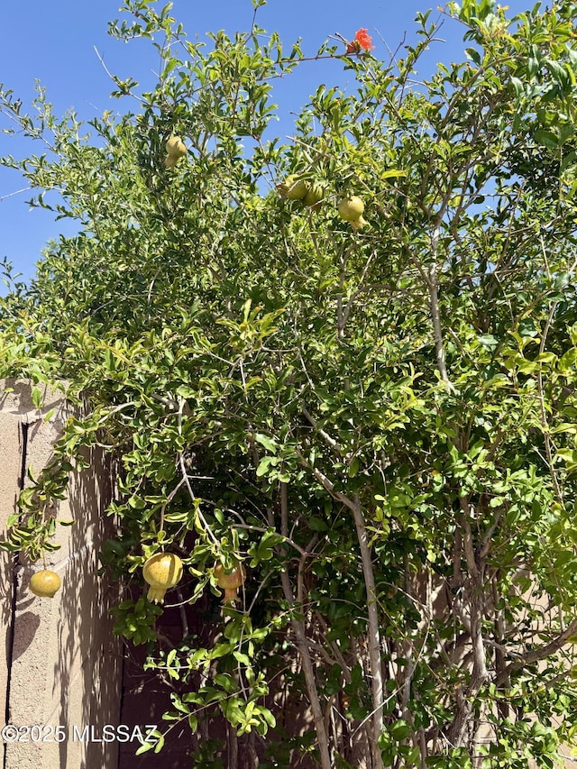8361 N Mountain Stone Pine Way, Tucson, AZ 85743 - view of nature