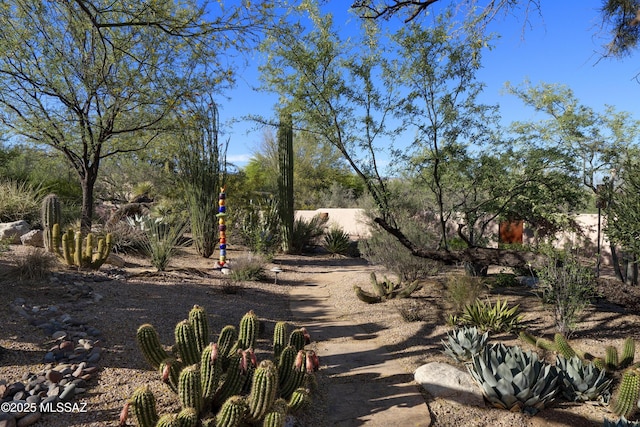 10380 E Rancho Del Este Dr, Tucson, AZ 85749 - view of yard