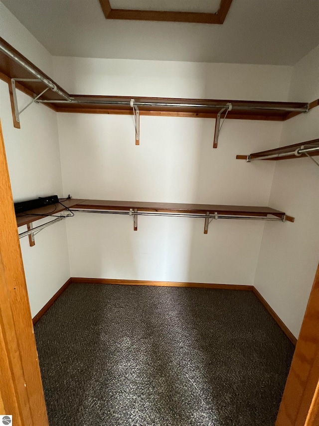 spacious closet featuring carpet