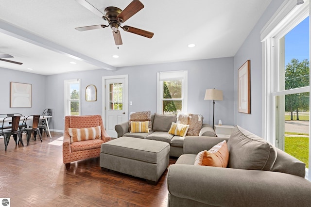 living room featuring ceiling fan, dark hardwood / wood-style floors, and beamed ceiling