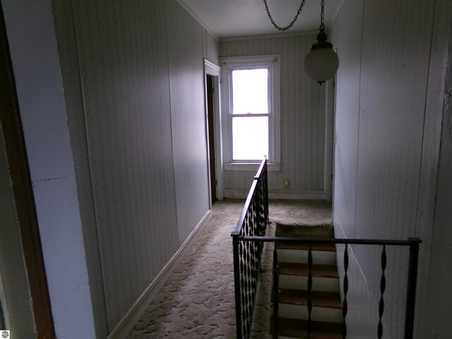 hall with ornamental molding and carpet flooring