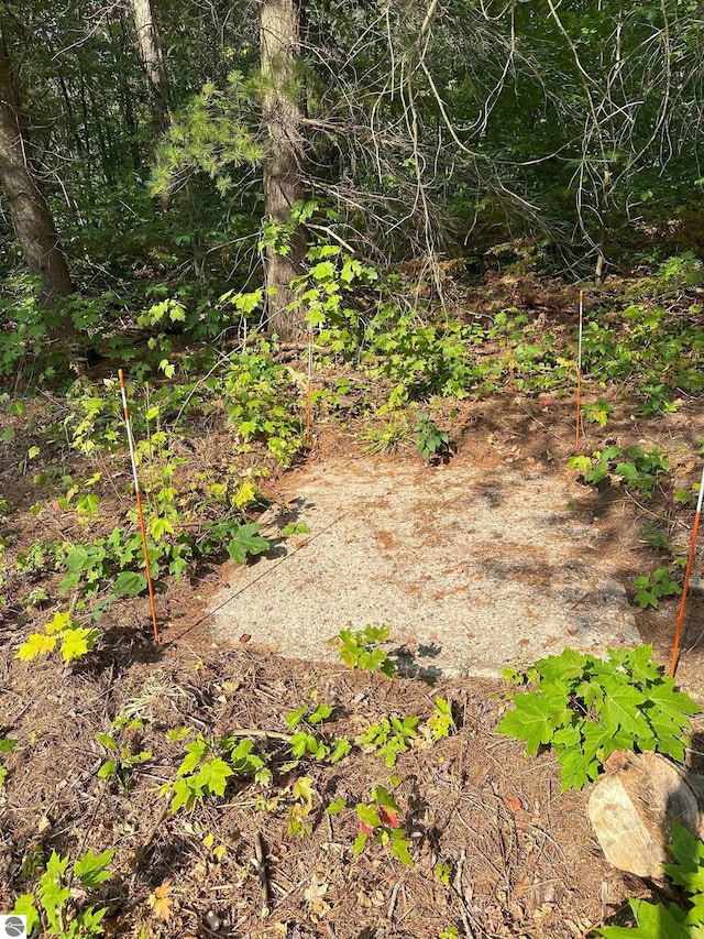 view of local wilderness