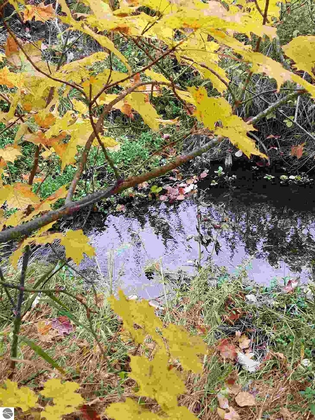 view of local wilderness with a small pond