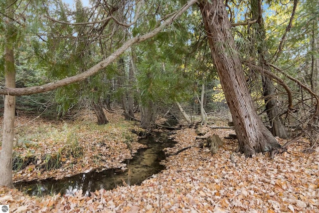 view of local wilderness