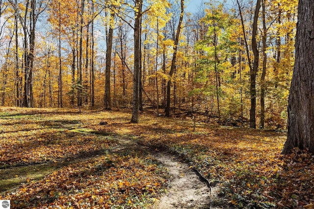 view of local wilderness