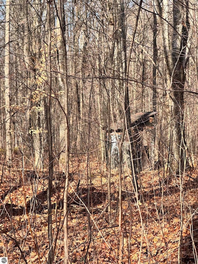 view of local wilderness