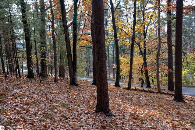 view of local wilderness