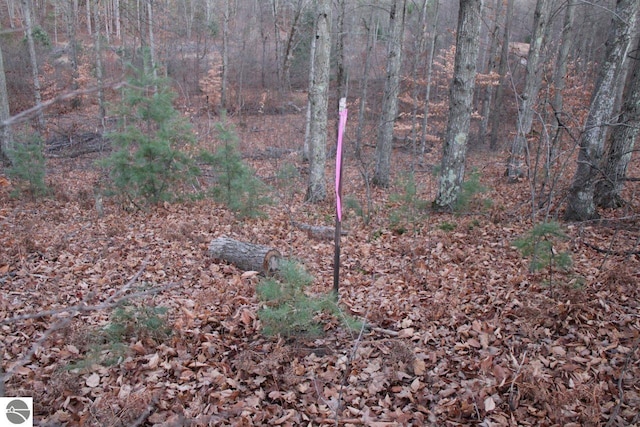 view of local wilderness