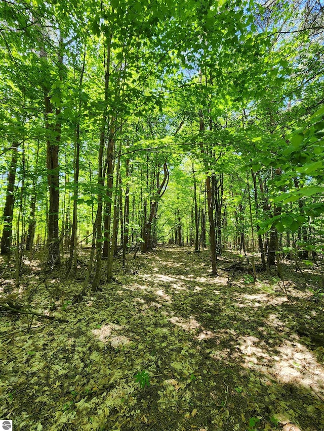 view of local wilderness