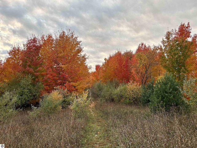 view of local wilderness