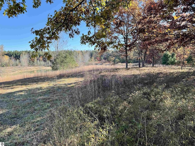 view of local wilderness