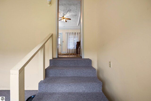 stairs featuring carpet flooring and a ceiling fan