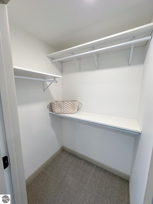 spacious closet featuring carpet flooring