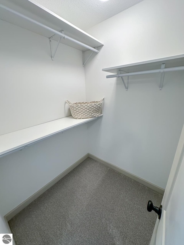 spacious closet featuring carpet flooring