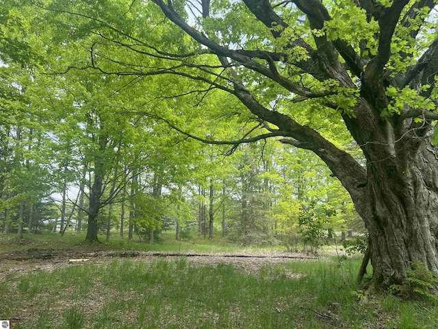 8713 Kingsley Rd, Kingsley, MI 49649 - view of tree filled area