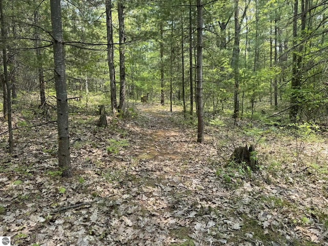 11748 NE Franklin St, Kalkaska, MI 49646 - view of woods
