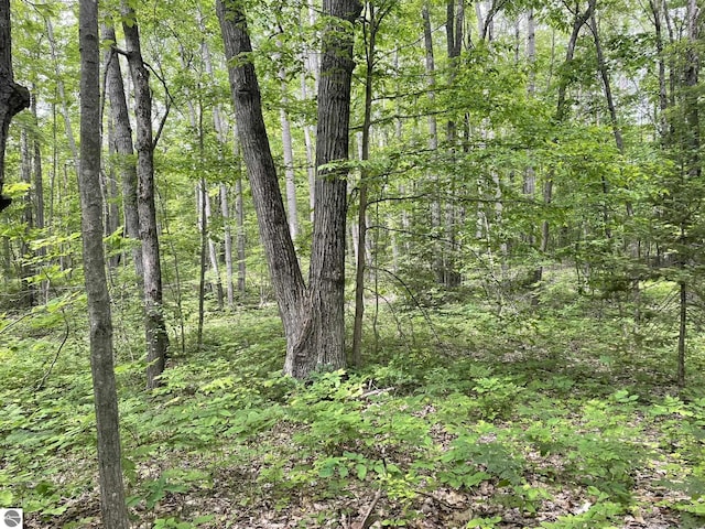 5218 E Laird Lake Rd, Hale, MI 48739 - view of woods