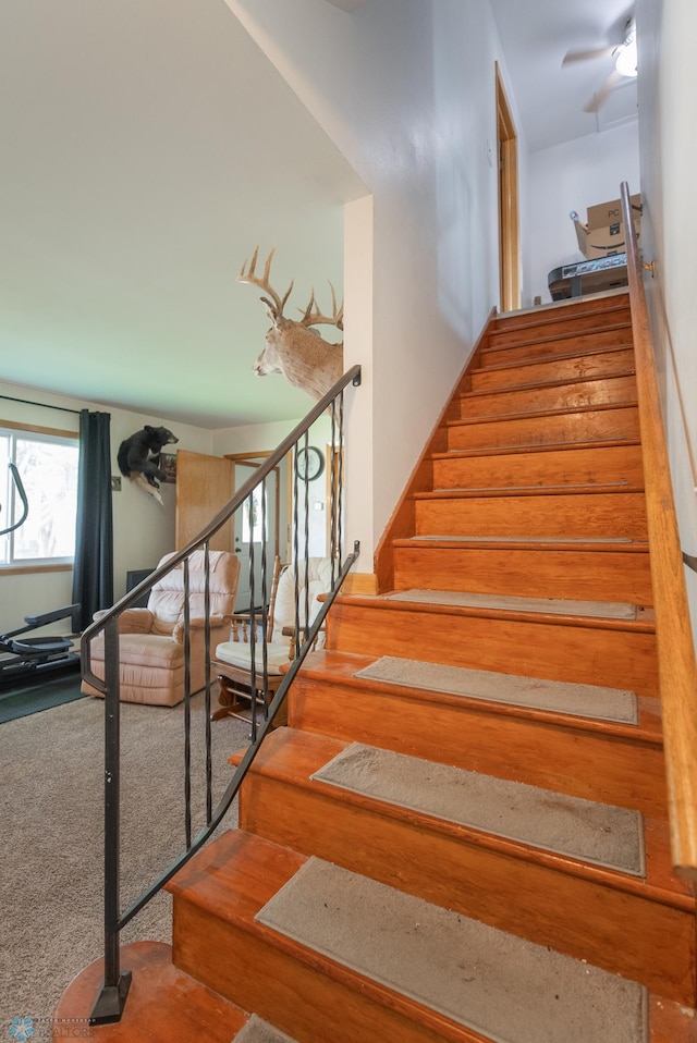 stairway with ceiling fan and carpet flooring