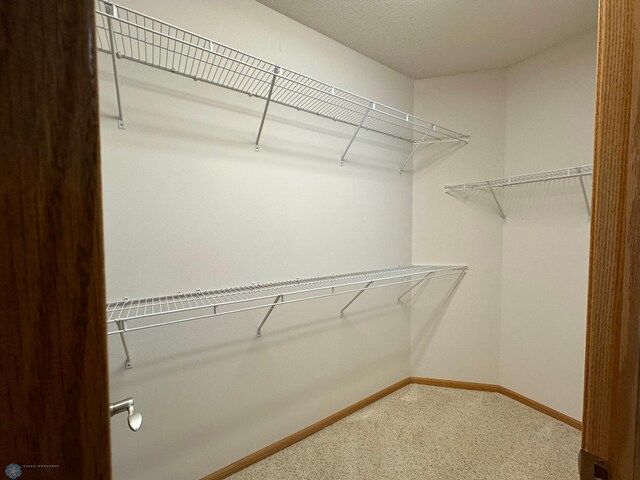 spacious closet featuring carpet flooring