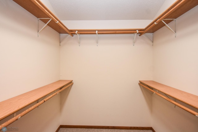 spacious closet featuring carpet floors