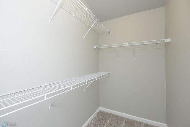 spacious closet featuring carpet flooring