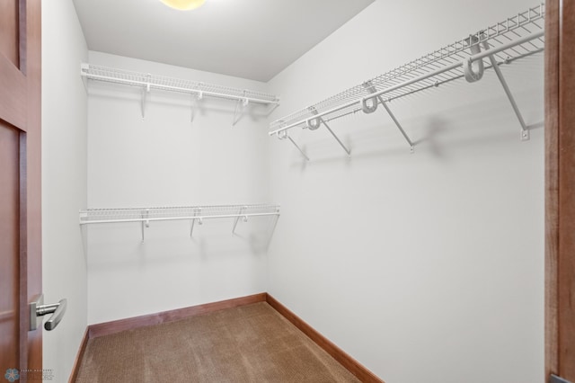 spacious closet featuring carpet flooring