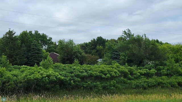 view of local wilderness