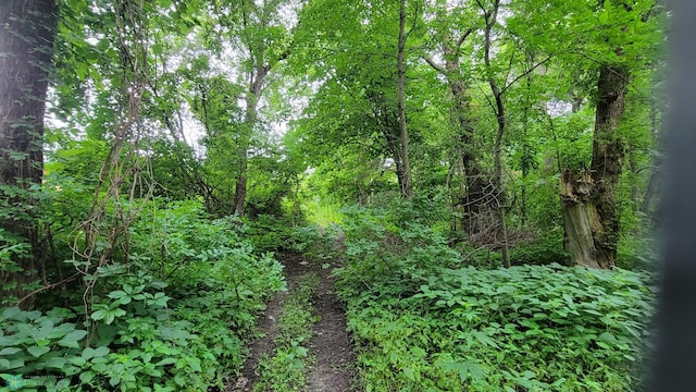 view of local wilderness