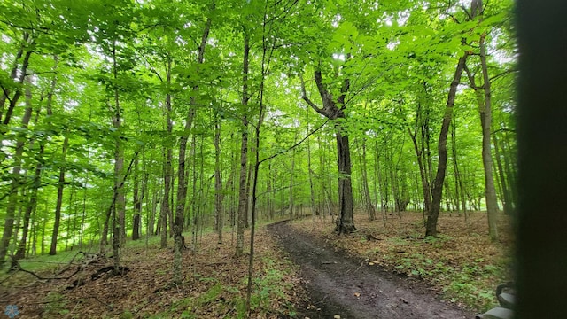 view of local wilderness