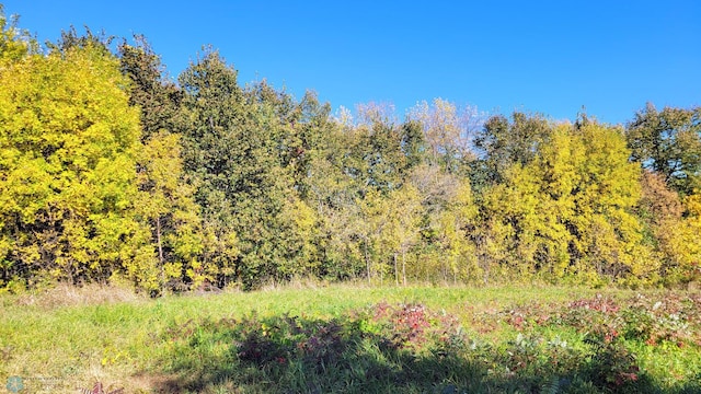 view of local wilderness