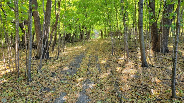 view of local wilderness