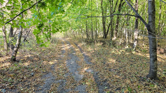 view of local wilderness