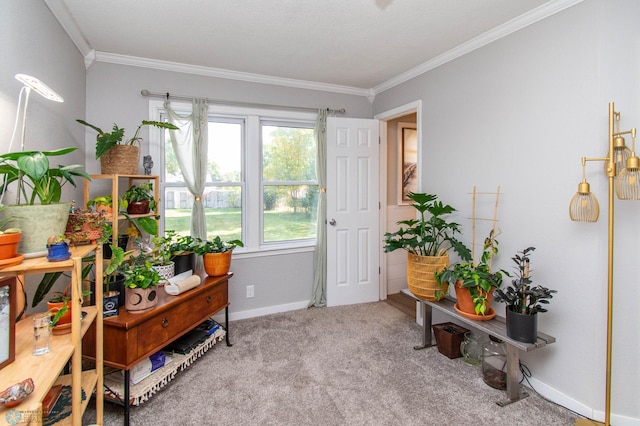 sitting room featuring carpet floors and ornamental molding