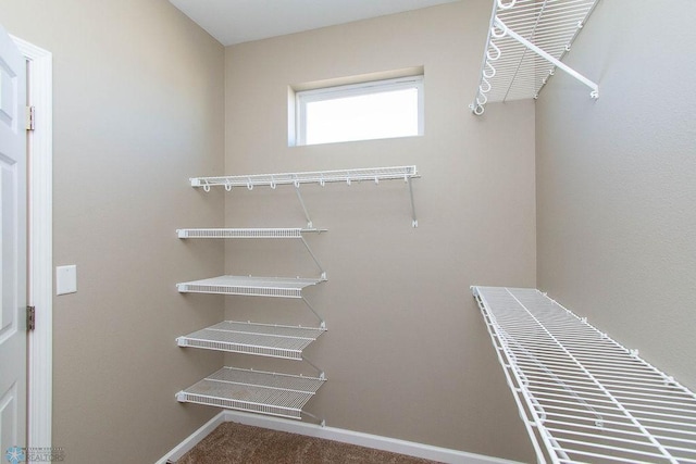 spacious closet featuring carpet floors