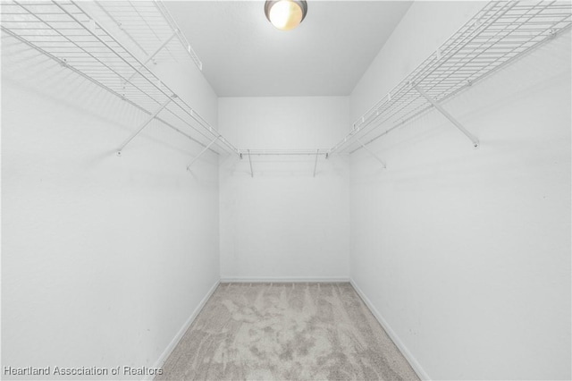 walk in closet featuring light colored carpet