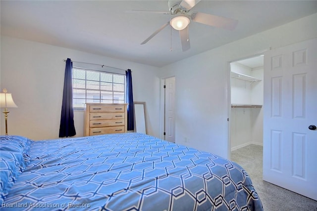 bedroom featuring ceiling fan, a closet, carpet flooring, and a walk in closet