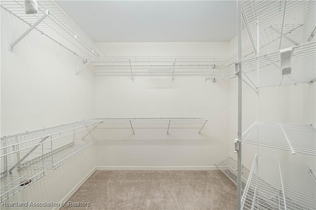 spacious closet featuring carpet floors