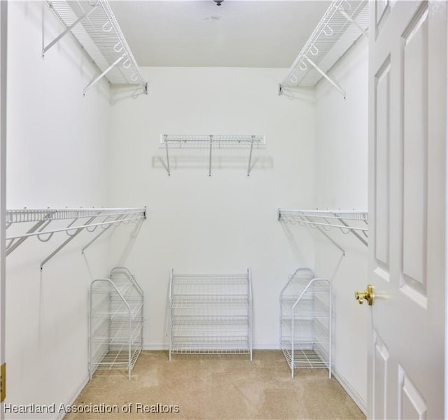 walk in closet featuring carpet floors